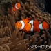 anemonefish_falseclown_nus_h_0705_png1882.jpg